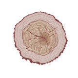 Słoje drzewa, przekrój drzewa - ilustracja wektorowa