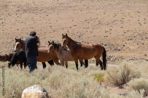 Принти на полотні Wild Horses are Becoming Habituated to People as Middle Aged Male Photographer A