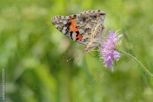 Painted lady butterfly (Vanessa cardui) on a field scabious. photo