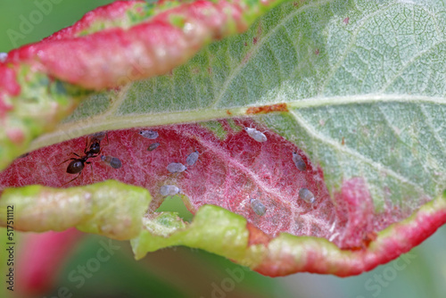 Red discolored apple leaves due to aphids Dysaphis radicicola radicola. Pest of fruit trees in orchards and gardens. photo