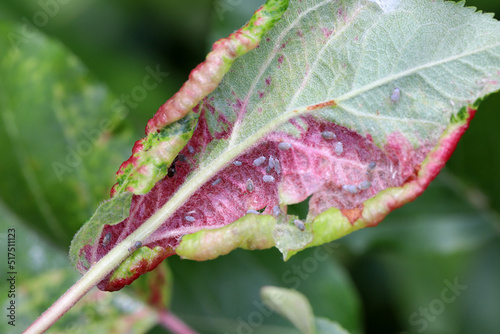 Red discolored apple leaves due to aphids Dysaphis radicicola radicola. Pest of fruit trees in orchards and gardens. photo