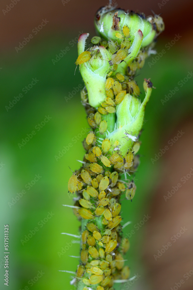 Naklejka premium Colony of Cotton aphid (also called melon aphid and cotton aphid) Aphis gossypii on Crepis plant.