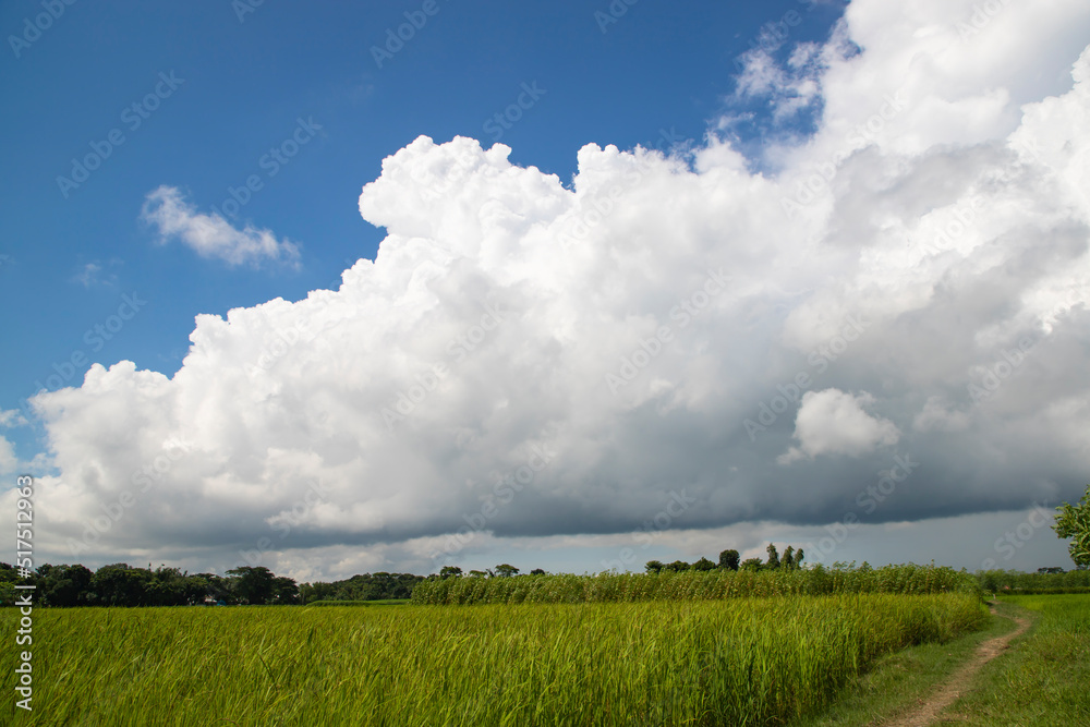 Beautiful Green rice fields with contrasting Cloudy skies Beautiful Green rice fields with contrasting Cloudy skies