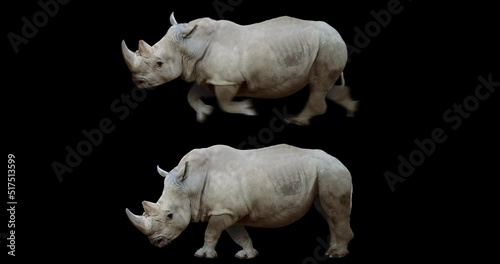 Set of rhinoceros running and walking realistic animation. Isolated rhino video including alpha channel allows to add background in post-production. Element for visual effects. photo