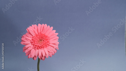 Clean image of plants at home  copy space  on a white background