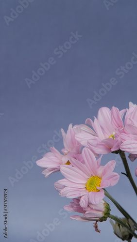 White daisy and other flowers. purple background. elegant look  simple concept.