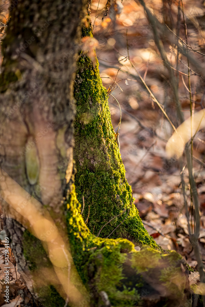 Green moss. Forest perspective at the golden hour. Selective focus with shallow depth of field, blurred background. Warm evening colors. Green moss. Forest perspective at the golden hour. Selective focus with shallow depth of field, blurred background. Warm evening colors.