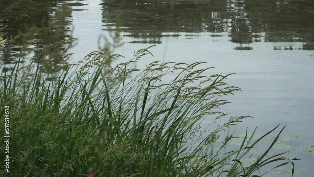 Wavy water surface with the bent grass green stems at the lakeside in a close-up scene. Daylight and tree shadows are reflected on the unclear surface of the water. Wavy water surface with the bent grass green stems at the lakeside in a close-up scene. Daylight and tree shadows are reflected on the unclear surface of the water.