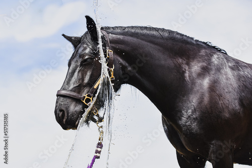 Black Fell Pony Horse being cooled with splashes of water