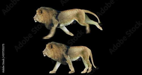 Set of lion walking and running realistic animation. An isolated animal video including an alpha channel allows to add background in post-production. Element for visual effects.