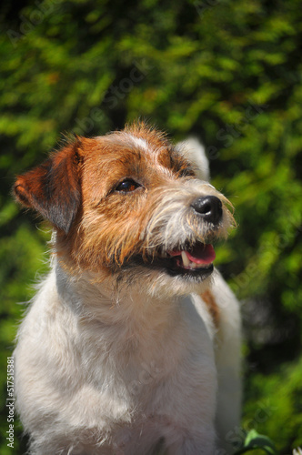 Smiling Jack Russell terrier 