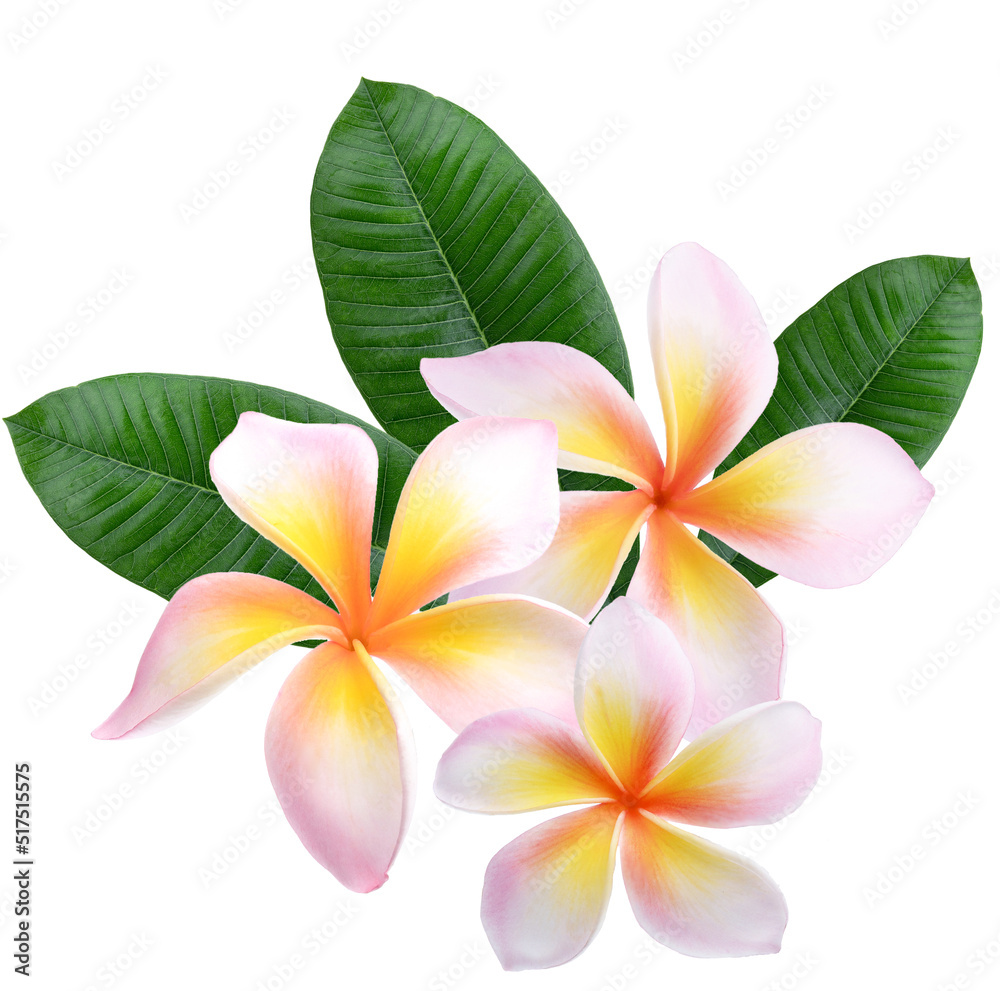 Fototapeta premium Plumeria, frangipani flowers isolated on white background. .