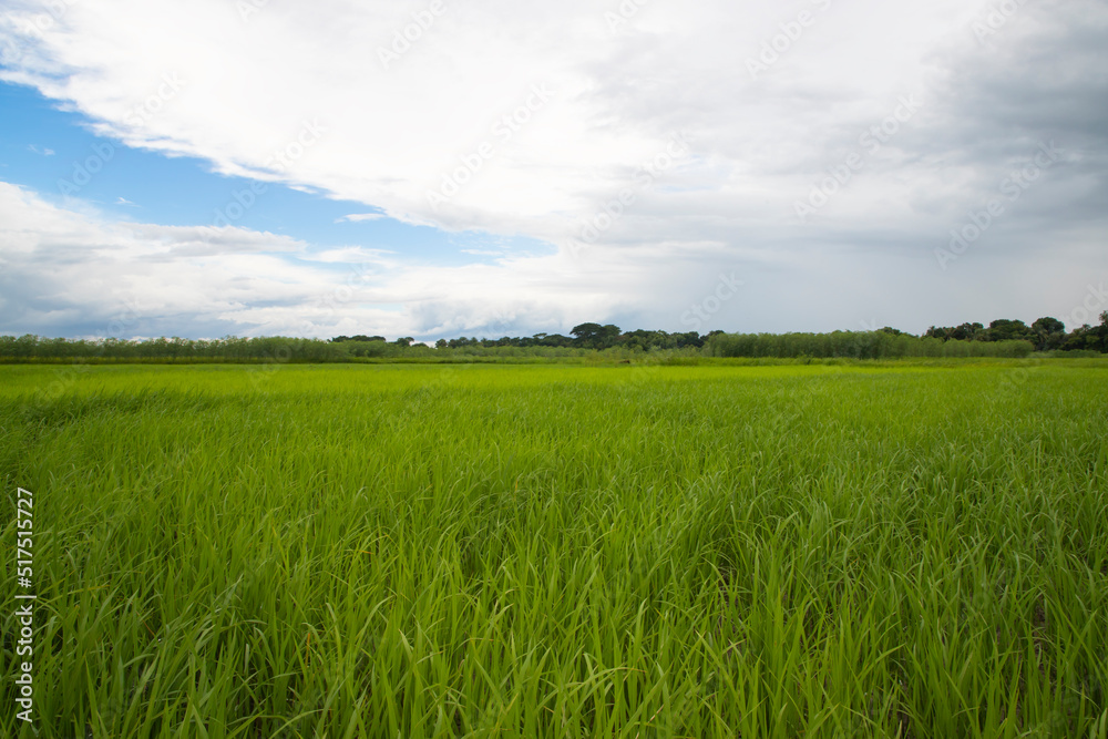 Beautiful Green rice fields  with contrasting  Cloudy skies