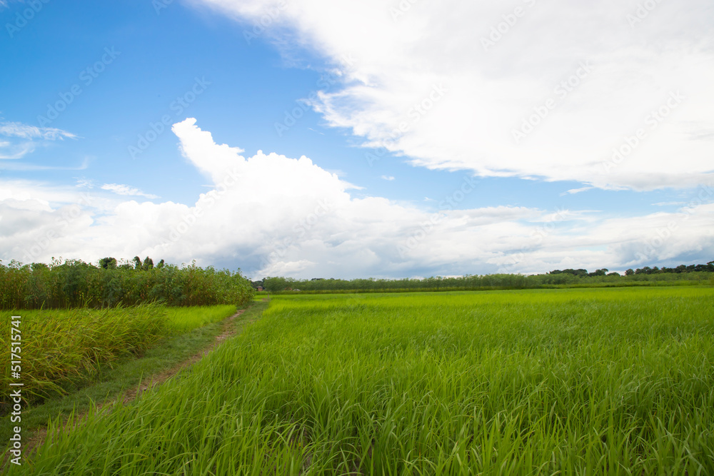 Beautiful Green rice fields  with contrasting  Cloudy skies