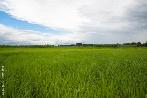 Beautiful Green rice fields with contrasting Cloudy skies