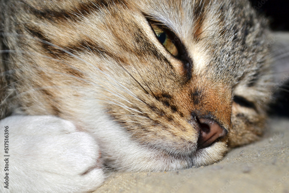 Cat brown nose close up