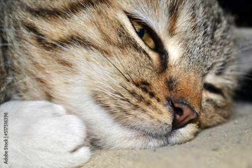 Cat brown nose close up