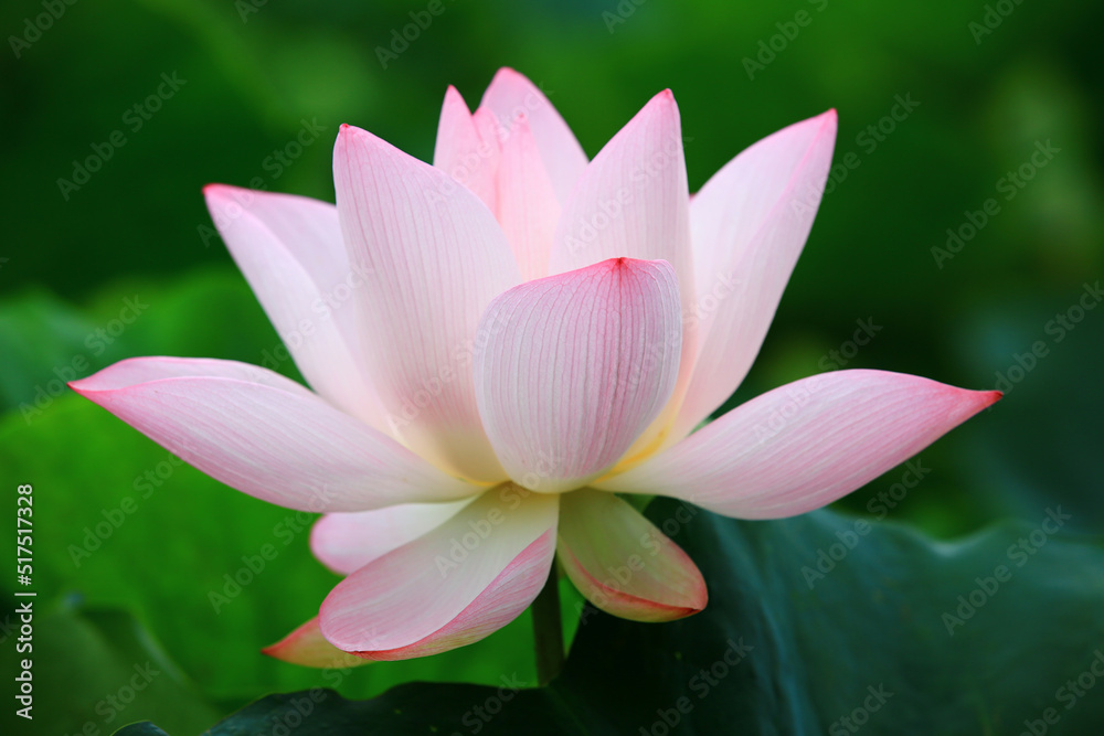 beautiful view of blooming Lotus flower,close-up of pink lotus flower blooming in the pond in summer
