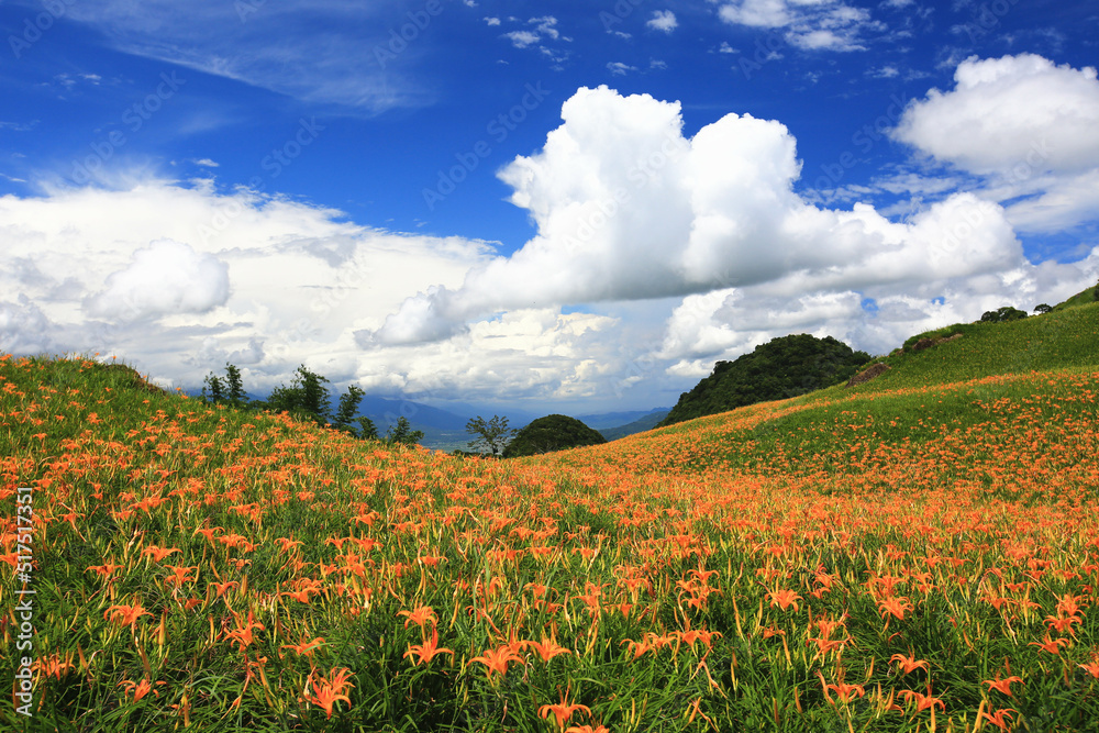 beautiful scenery of Daylily(Hemerocallis fulva,Orange Daylily) flowers with blue sky and white cloud,many orange daylily flowers blooming in the valley in summer
