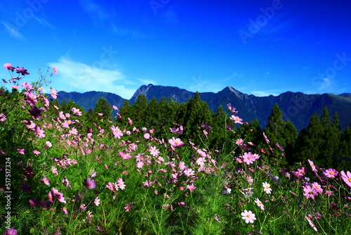 beautiful scenery of Cosmos bipinnatus(Garden cosmos,Mexican aster) flowers with mountains and blue sky,many colorful flowers blooming in the valley at sunny summer 