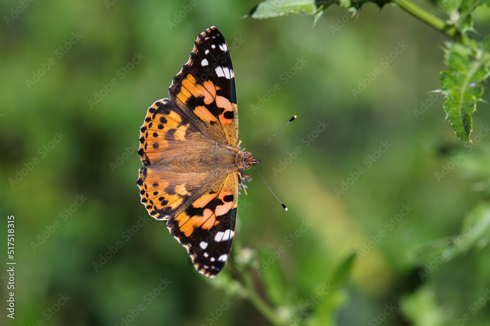 Painted lady butterfly (Vanessa cardui) with open wings. Painted lady butterfly (Vanessa cardui) with open wings.