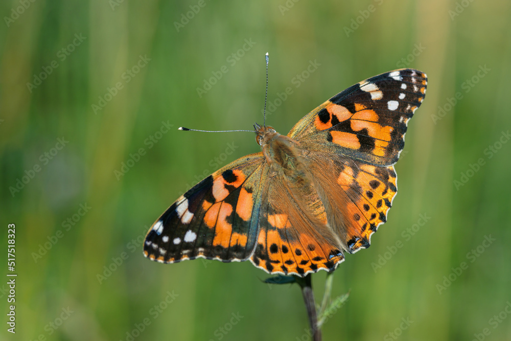 Dorsal view on a painted lady butterfly (Vanessa cardui). Dorsal view on a painted lady butterfly (Vanessa cardui).