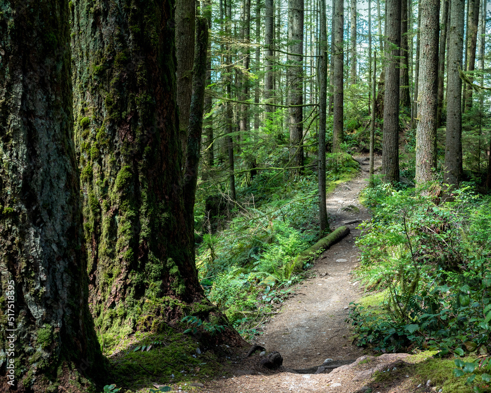 Narrow hiking trail or footpath in forest. Lush green pacific northwest rainforest scenery in summer with tall trees and bushes. Hiking or biking trail in North Vancouver, BC, Canada. Selective focus Narrow hiking trail or footpath in forest. Lush green pacific northwest rainforest scenery in summer with tall trees and bushes. Hiking or biking trail in North Vancouver, BC, Canada. Selective focus