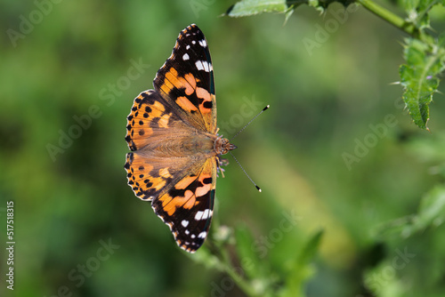 Painted lady butterfly (Vanessa cardui) with open wings. © Amalia Gruber
