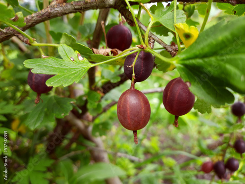 Gooseberries growing in the garden, agriculture, farming, summer food.