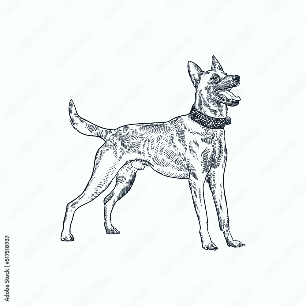 Vintage hand drawn sketch barking German shepherd dog