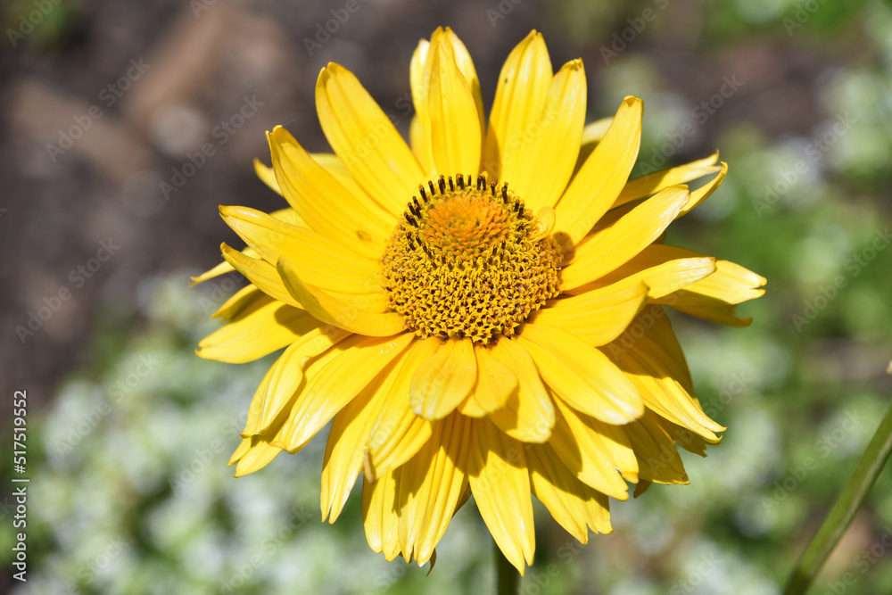 Brilliant Yellow False Sunflower Blooming and Flowering Brilliant Yellow False Sunflower Blooming and Flowering