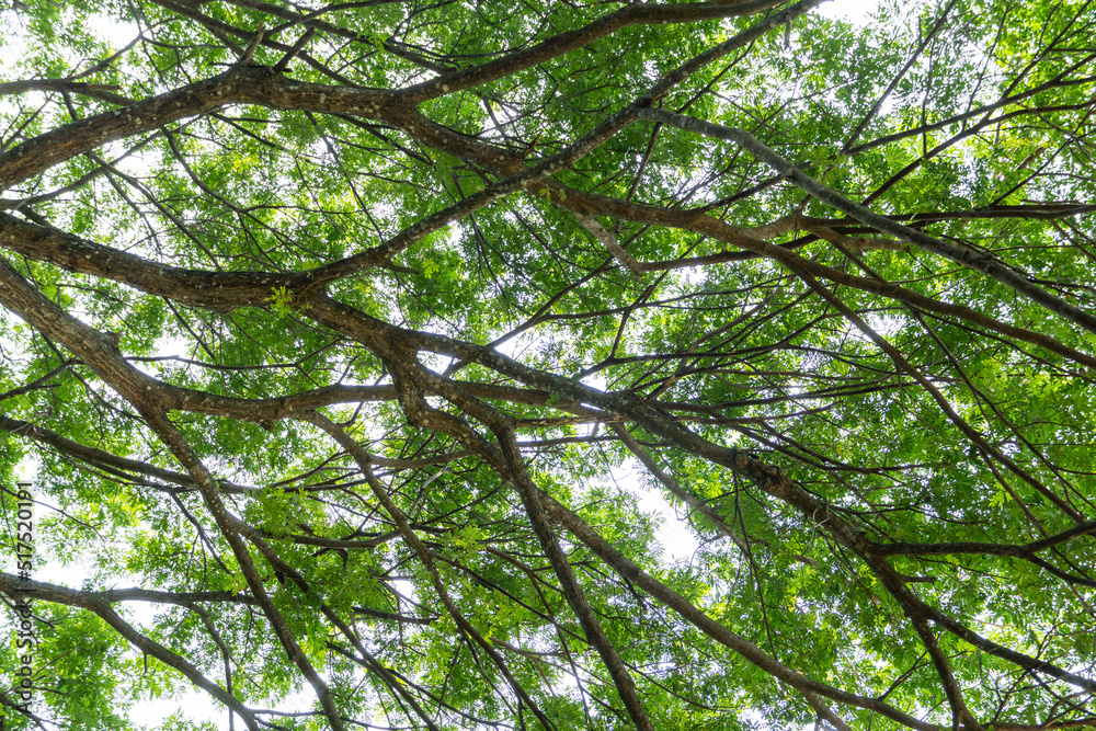 Fototapeta premium Bottom view of green leaves nature background.
