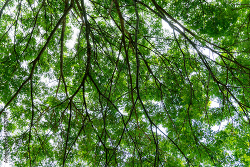 Bottom view of green leaves nature background.