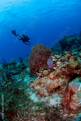 Scuba diver with barrel sponge © Bruce