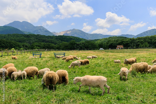 牧場に放牧された羊