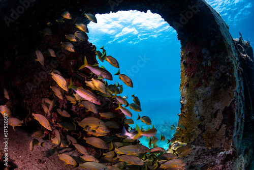 A school of grunts swimming through a wreck  photo