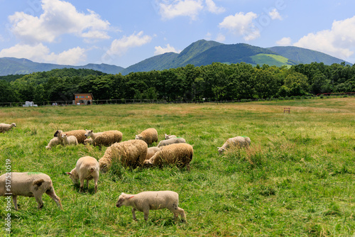 牧場に放牧された羊 © jikoman