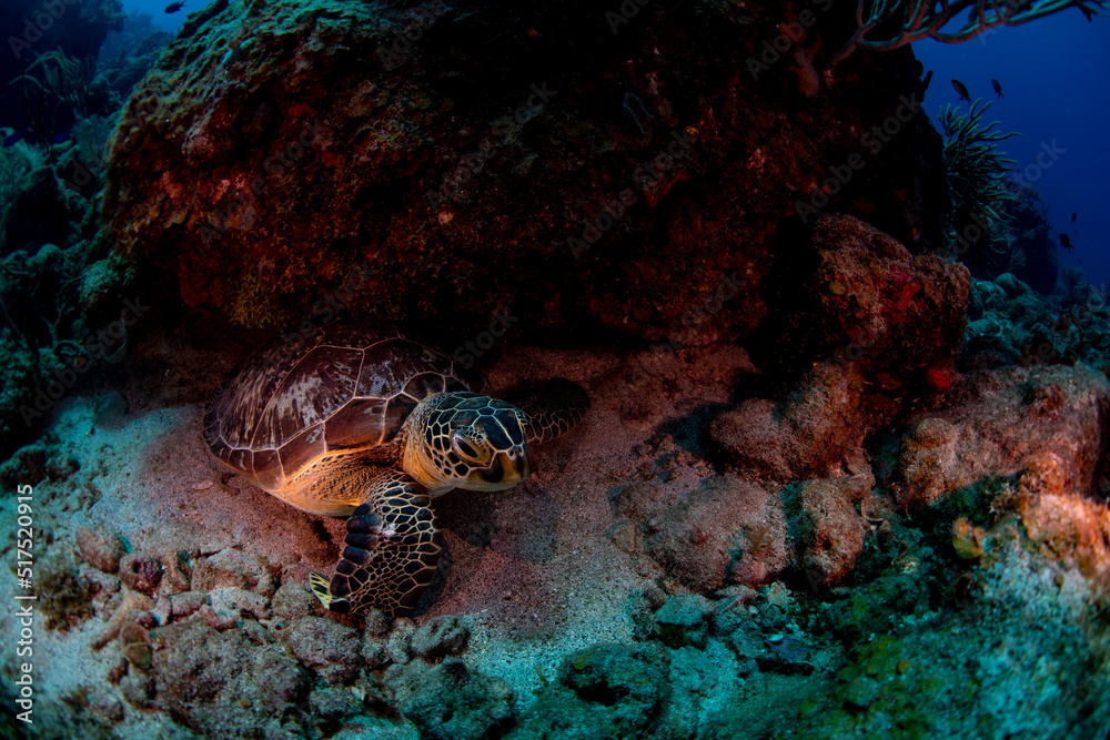 Obraz premium turtle swimming in the sea