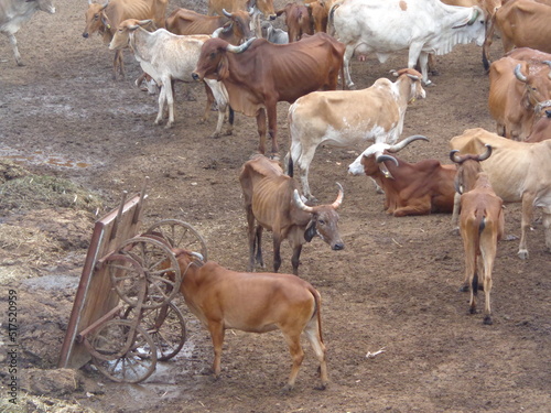 Fototapeta Naklejka Na Ścianę i Meble -  Mumbai, India 14th March 2022: Goshala, Gaushalas, or Goshalas are protective shelters for stray cows in India. Jeev Daya.Young Indian baby cow-calf. Gaumata. Cows are sacred in India.
