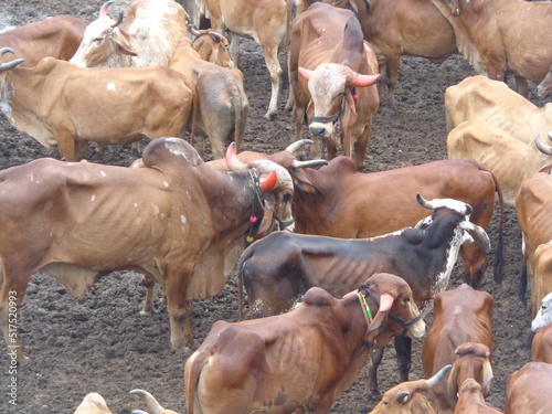 Mumbai, India 14th March 2022: Goshala, Gaushalas, or Goshalas are protective shelters for stray cows in India. Jeev Daya.Young Indian baby cow-calf. Gaumata. Cows are sacred in India. photo