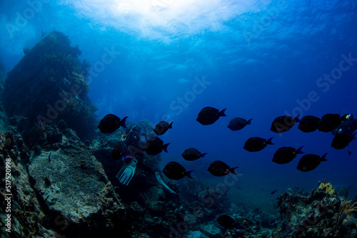 Fototapeta Naklejka Na Ścianę i Meble -  Tropical fish swimming over the reef 