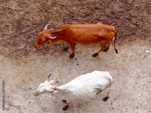 Mumbai, India 14th March 2022: Goshala, Gaushalas, or Goshalas are protective shelters for stray cows in India. Jeev Daya.Young Indian baby cow-calf. Gaumata. Cows are sacred in India. photo