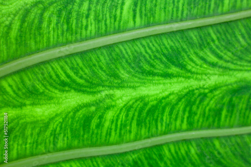 Abstract green closeup of giant leave. Abstract wallpaper. Tropical leaves.