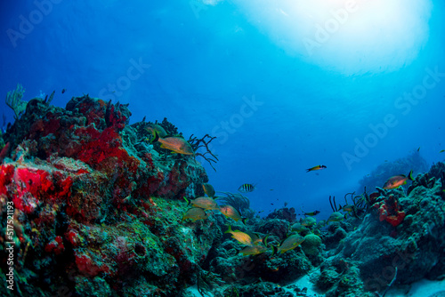 Tropical fish swimming over the reef in St. Barths  photo