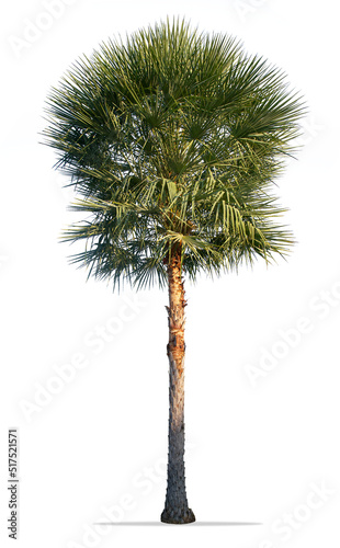Palm tree isolated on white background © Prin