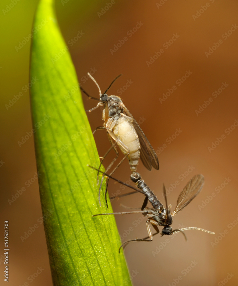 Fototapeta premium Gnats mating on a plant in front of blurred background