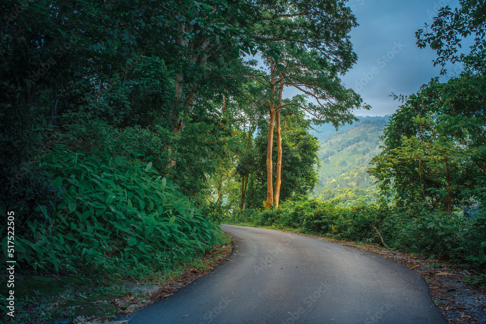 Mountain Road in tropical Forest 