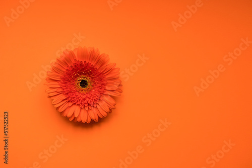 Flower gerbera flower on orange background. Summer concept.