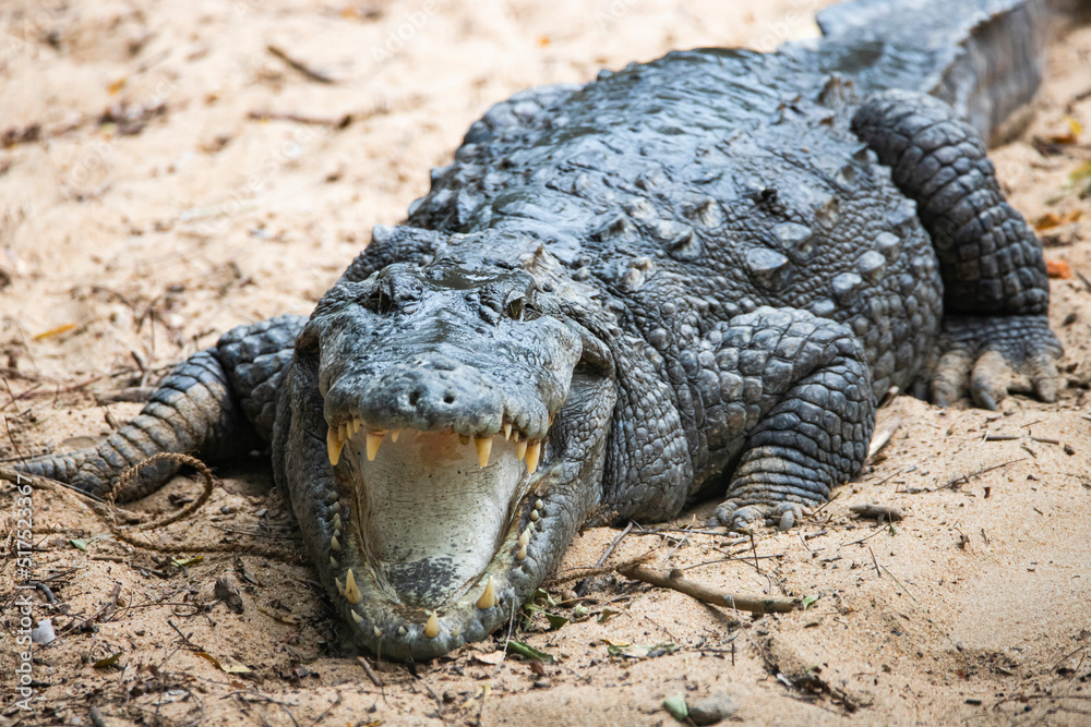 Fototapeta premium Crocodile on a lake shore mouth opened