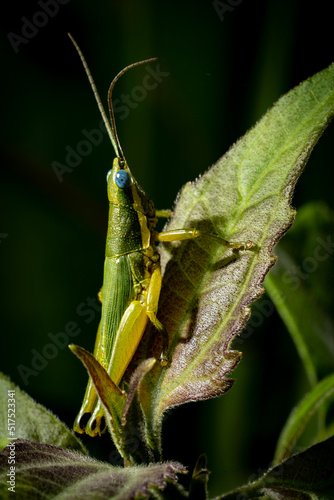 Macro shot of a small grasshopper perched on a leaf.